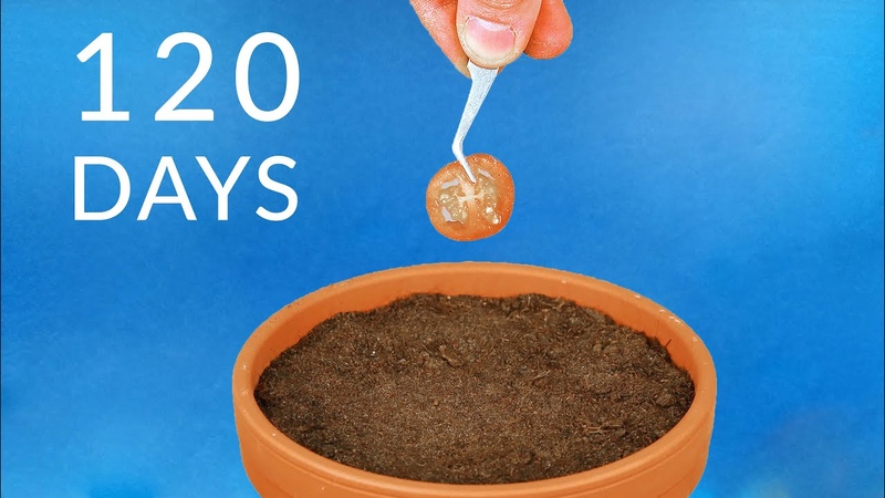 Planting TOMATO SLICE To Grow TOMATOES Time