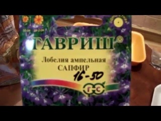 Лобелия ампельная Сеем россыпью Очень мелкие семена!!