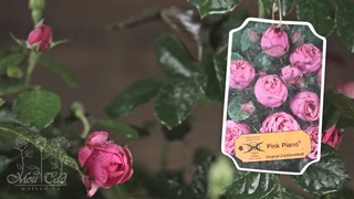 Роза Pink Piano (Новинка 2011) ROSEN TANTAU