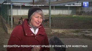 Волонтёры ремонтируют крышу в пункте для животных