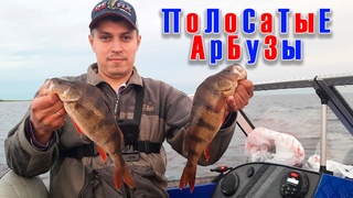 КРУПНЫЙ ОКУНЬ НА ЗАКАТЕ. Ловля окуня на блесны. Ильмень 2021