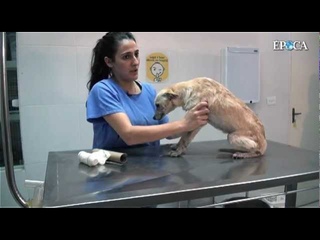 First Aid - How to help an animal - 1