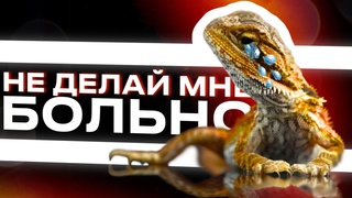 КАК НЕ НУЖНО СОДЕРЖАТЬ БОРОДАТУЮ АГАМУ