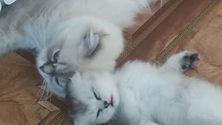 Махнастики отдыхают  шотландская вислоухая кошечка Скоттиш фолд станет любимицей у добрых хозяев