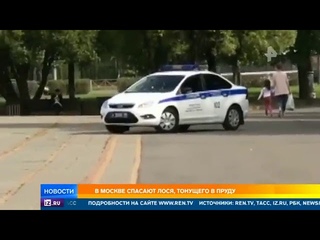 В Москве спасли лося, тонувшего в пруду