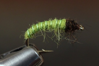 Green Caddis Larva