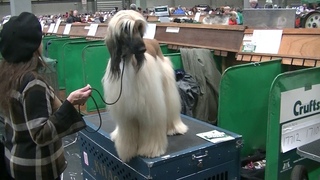 Afghan hound Crufts 2020