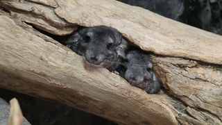 Meet the new chinchillas at the zoo