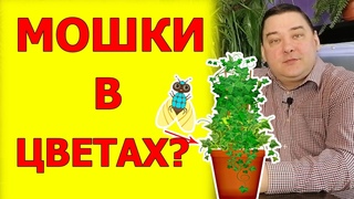 Как избавиться от мошек в цветочных горшках. Проверено