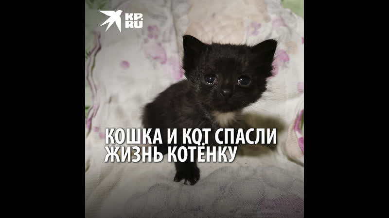 Кошка Кира и кот Тоторо спасли жизнь котенку, который чуть