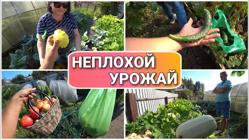 ВЛОГ Что у нас выросло на участке, Дачные будни, Порвало