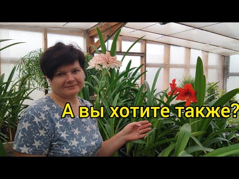 Мои гиппеаструмы вновь цветут
