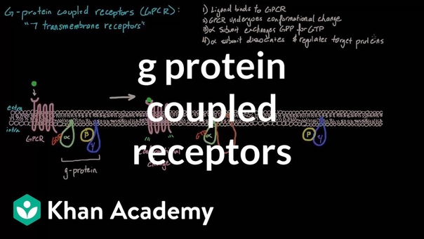 G Protein Coupled