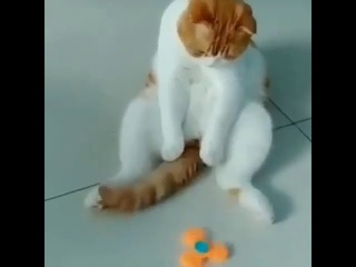 кот и спиннер