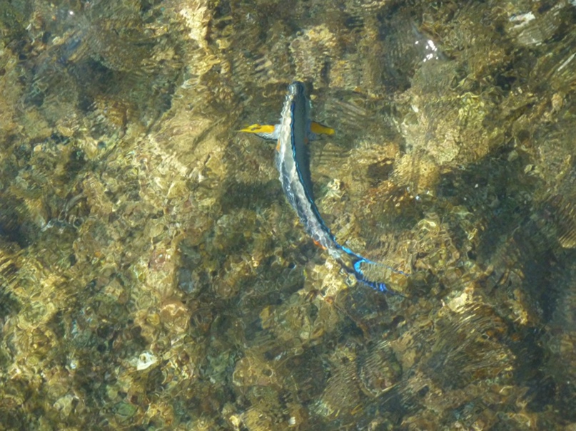 Анастасия Стрельцова | Ярославль