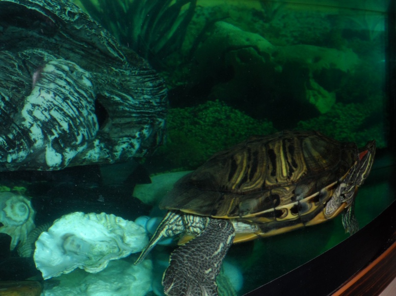 Светлана Филюшина | Псков