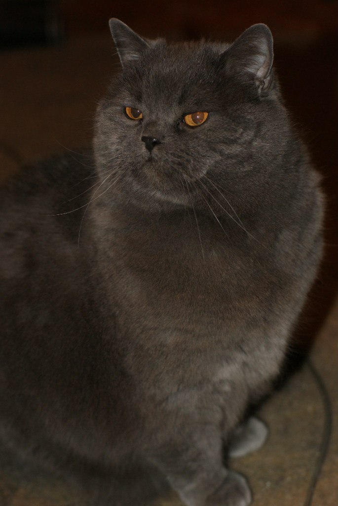 Елизавета Митрофанова | Санкт-Петербург