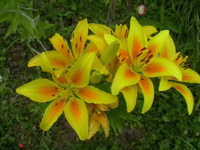 Рома Лазарев | Санкт-Петербург