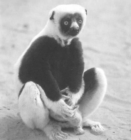 Ольга Петрова | Санкт-Петербург