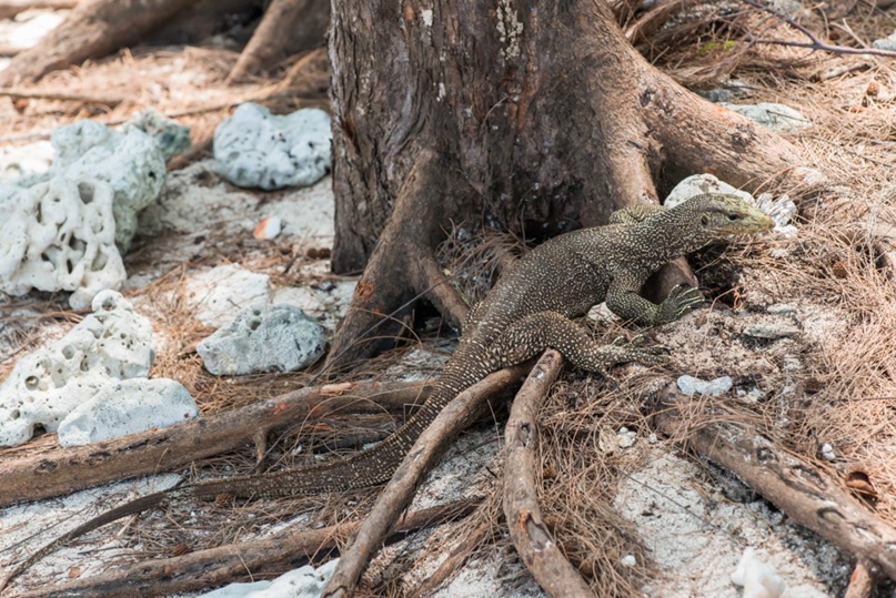 Антон Кутепов 騒々しい | Москва