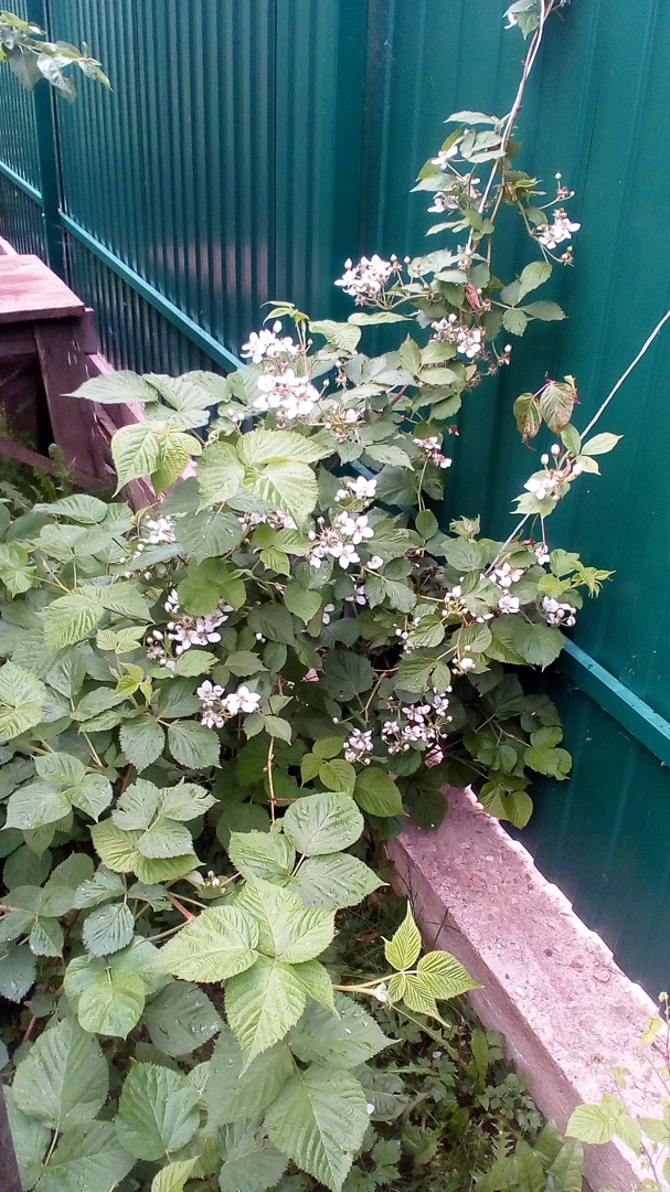 Евгений Нефедов | Солнечногорск