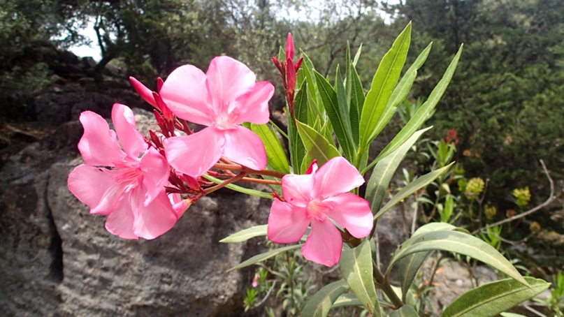 Анечка Горбова | Санкт-Петербург
