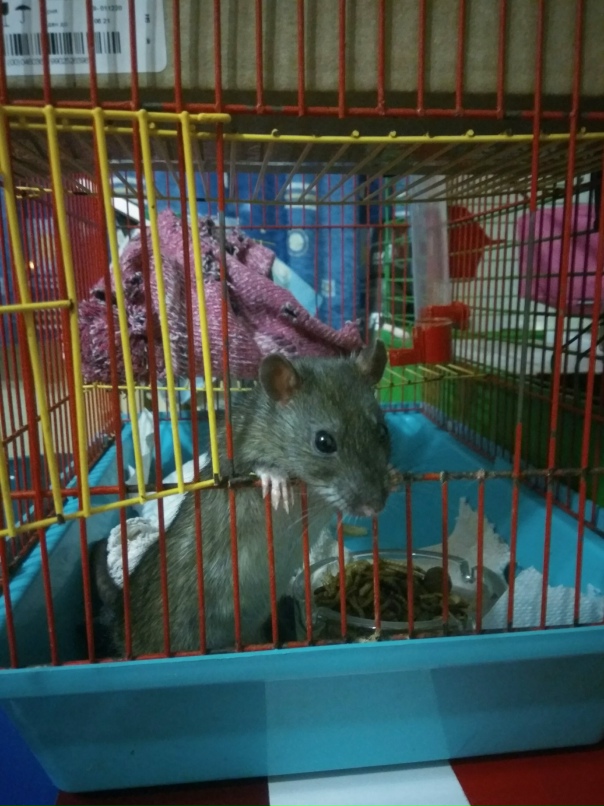 Инна Шакирова |