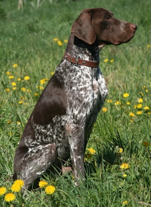 Легавые породы собак с фотографиями и названиями Легавые породы собак с фотографиями и названиями