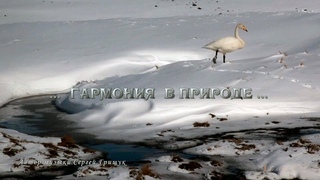 _  ГАРМОНИЯ  В ПРИРОДЕ  _     Автор музыки Сергей Грищук