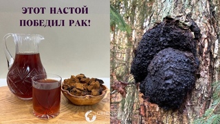 ЧАГА! КАК ПРИГОТОВИТЬ ЛЕЧЕБНЫЙ НАСТОЙ! СКАЖИ БОЛЕЗНЯМ НЕТ!!!