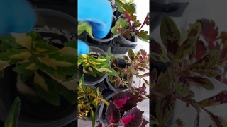 Срезы колеусов, укоренение в воде за 2 дня! 89192346048-Ватсап для заказа.