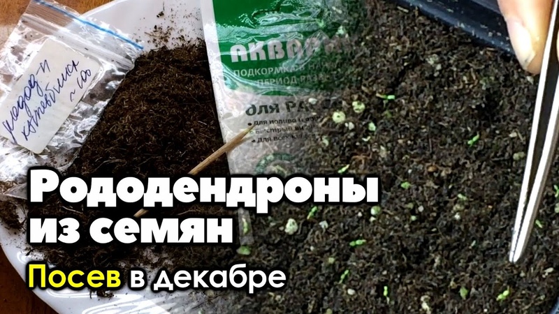 1 Как вырастить рододендроны из семян, Часть 1, Посев в