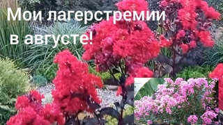 Мои лагерстремии 25 августа/Переехали из Омска в Гиагинскую/
