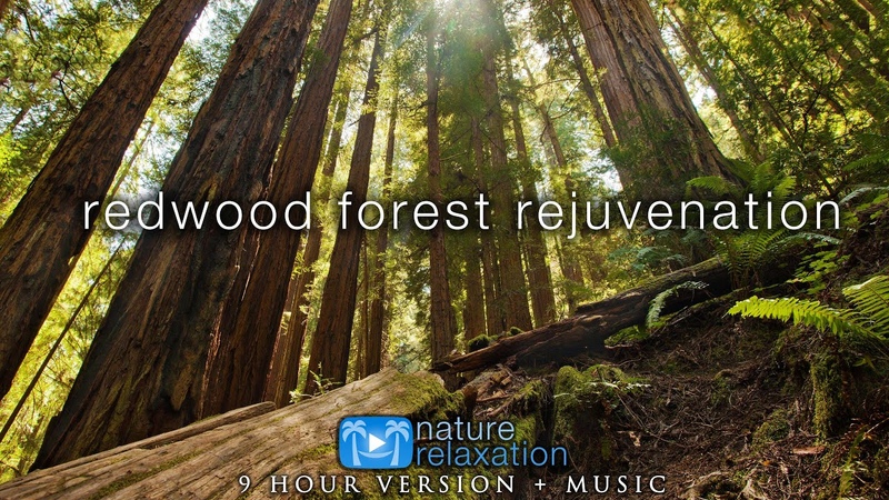 9 HOURS of Redwood Forest Rejuvenation in 4 K + 528 HZ Music for Inner Peace, Stress Relief