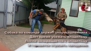 Дрессировка собаки команде МЕСТО!