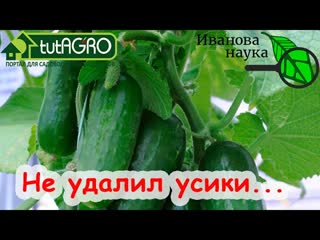 НЕ УДАЛИЛ УСИКИ у ОГУРЦА и ВОТ ЧТО ПОЛУЧИЛОСЬ!