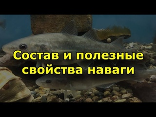 Состав и полезные свойства наваги.