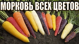 КАКОИ ЦВЕТ НАСТОЯЩЕИ МОРКОВИ - зачем в древности выращивали морковь черного цвета