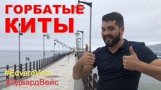 Прогулка с китами | Горбатые Киты | экскурсия в Тихом Океане | Эквадор