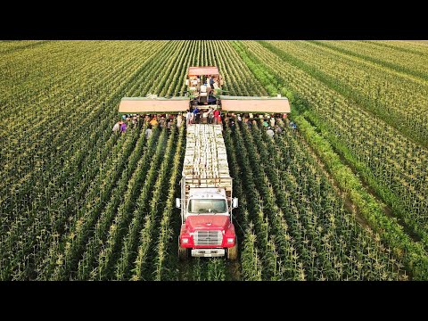 How American Farmers Harvest Thousands Of Tons Of Fruits And Vegetables,