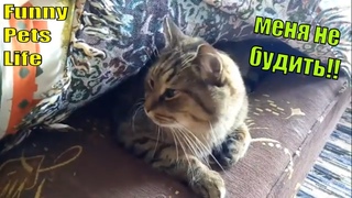 Как кот прячется дома. Хитрый кот Жулик.