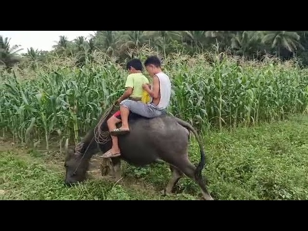 Buffalo is a good mean to Ride in