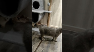 Кусь из засады))) #catvideos #catlover #cat #животные #юмор#волкодав