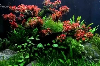 Aquaflora’s RedBonsai TreeScape Feb 2015 1/3