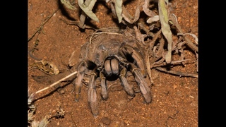 The golden brown baboon spider Augacephalus junodi in nature - South Africa