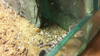 Afrogecko plumicauda