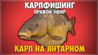 ЛОВИМ КАРПА НА ЯНТАРНОМ  БОНУС В ОПИСАНИИ - Русская Рыбалка 4