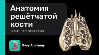 Анатомия решётчатой кости