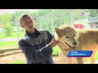 Малые города России: Старица(Исторический герб, 2015)