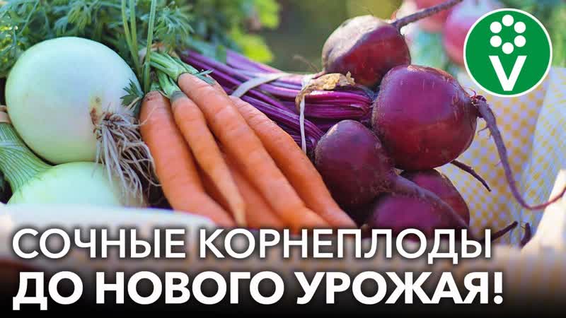 КАК ХРАНИТЬ МОРКОВЬ И СВЁКЛУ ЗИМОЙ Сочные корнеплоды будто